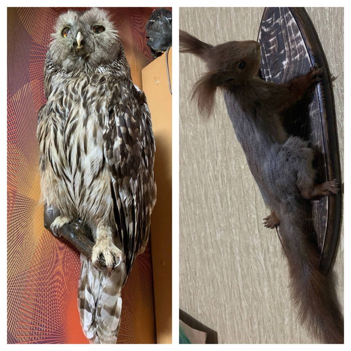 Сова белка заяц куниця волк лиса косуля барсук