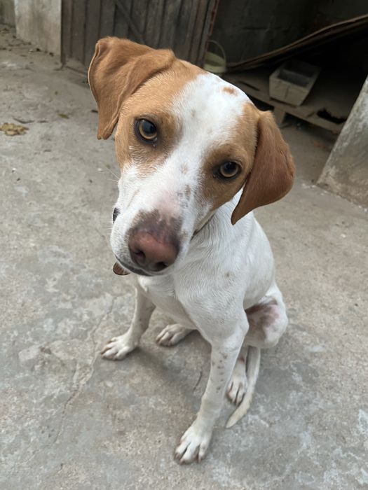 cão pondego para adoção