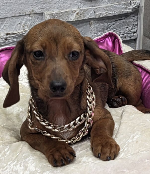 Po matce kroliczej malutka jamniczka merle