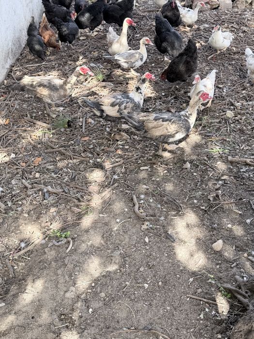 Patos mudos para a venda