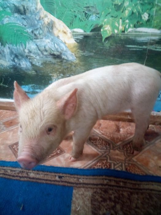 Продаємо поросят. За опт зробим знижку.Є 6 кабанчиків і 2 свинки.