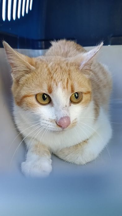Gatinho jovem para adopção