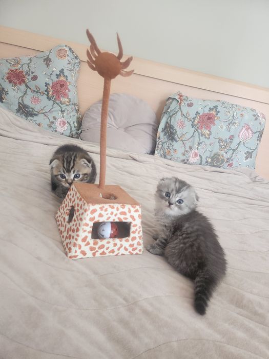 Шотландські кошенятка