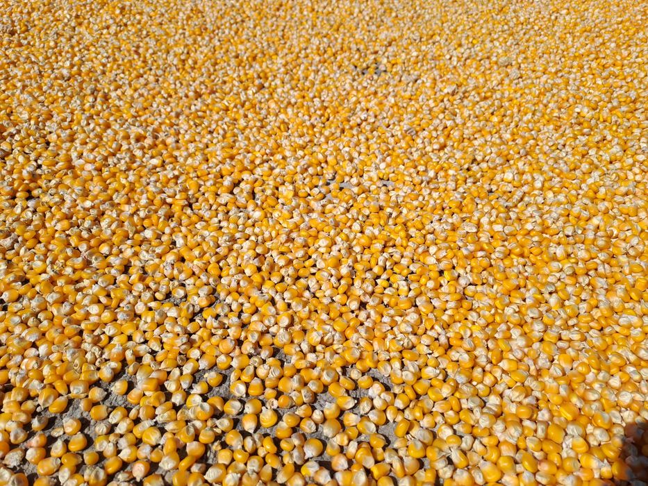 Milho caseiro  miudo