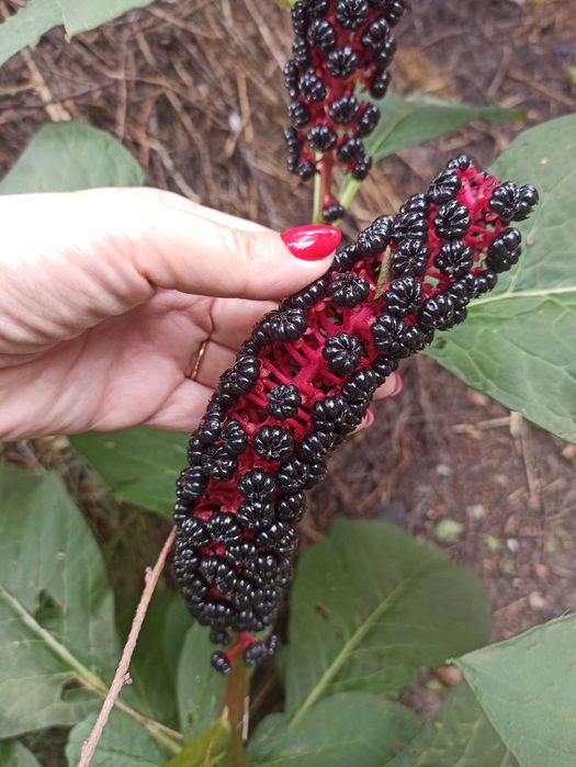 Лаконос ягідний/ Зверобой/ зверобій кущики Лікарські рослини