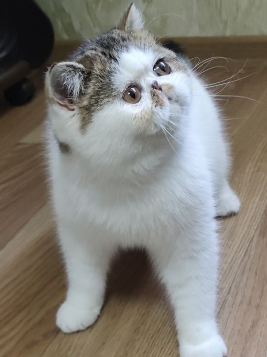 Екзотична дівчинка