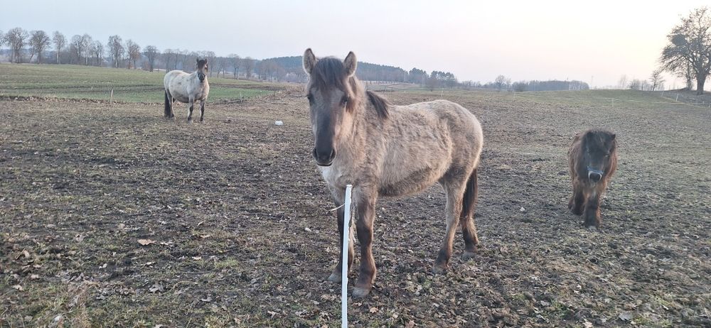 Ogierek konika polskiego 1 rok