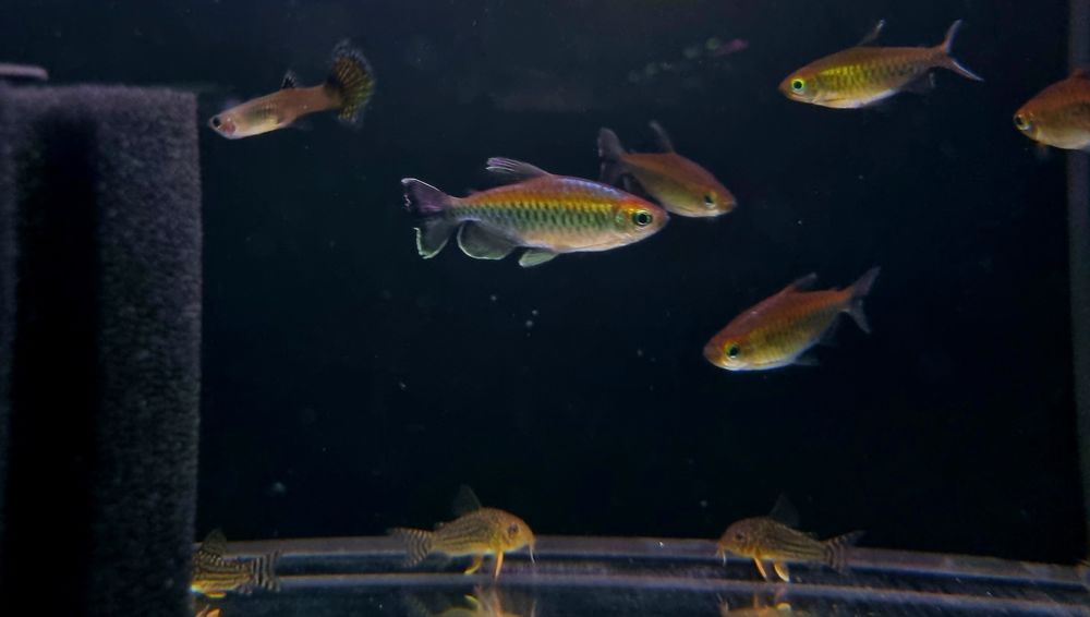 Świecik kongolański