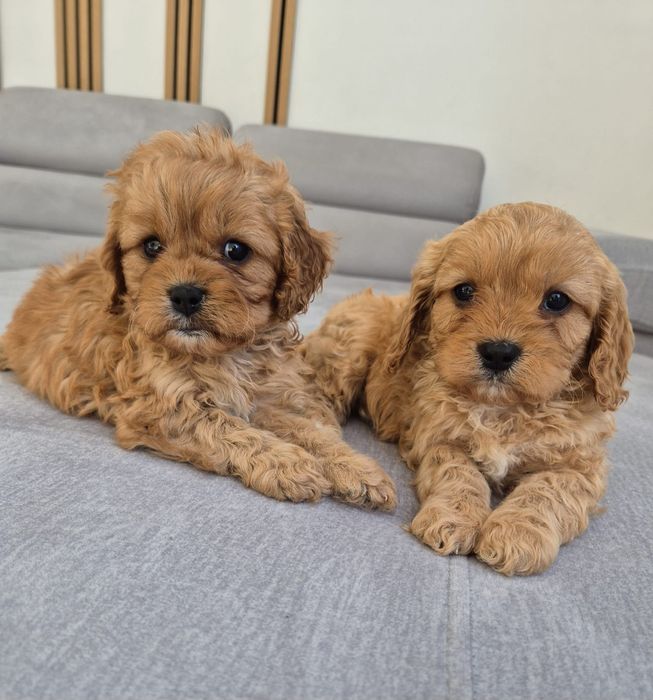 Cavapoo F1 Cavalier & Pudel