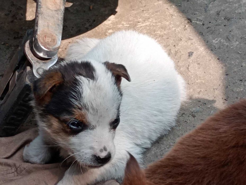 Віддам цуценят в добрі руки