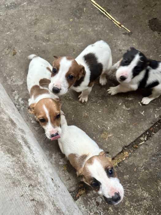 Продам собак породи фокстерʼєр