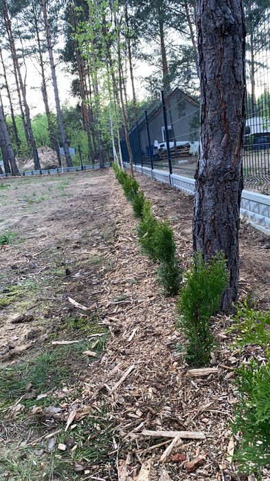 Działka ROD   Pod sosnami Toruń