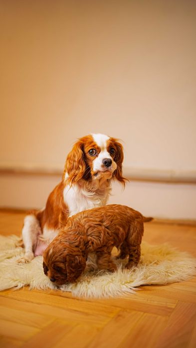 CAVAPOO - przeuroczy  maluch