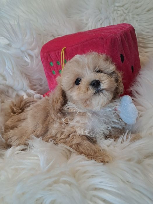 **SPIKE**piesek maltipoo xxs płowy gotowy do zmiany opiekuna