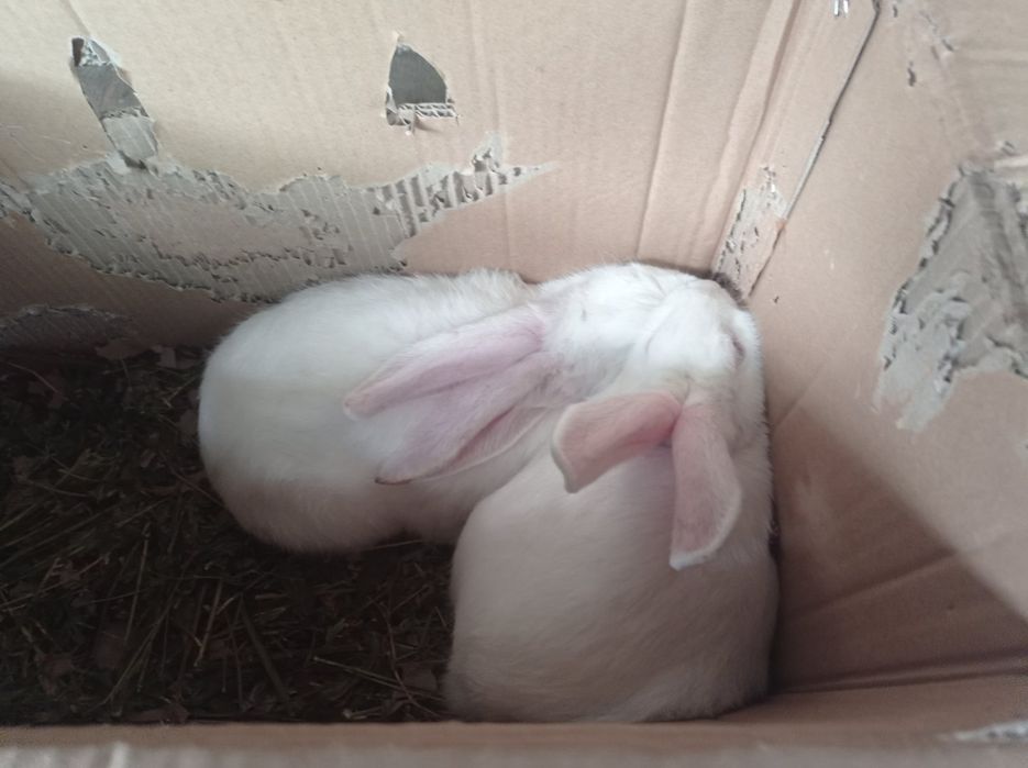 Продам Кролики самці та самки