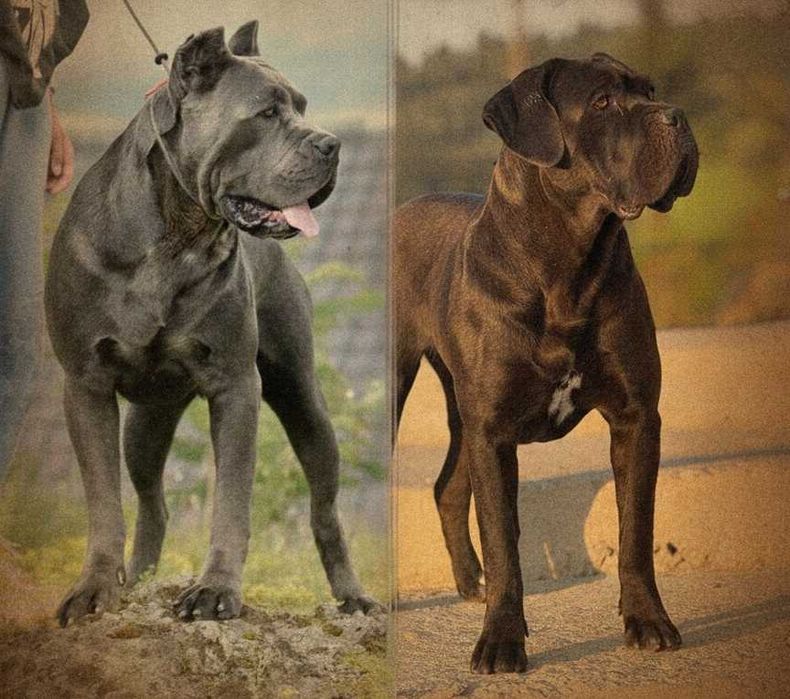 Piękny szary samiec Cane Corso ZKwP/FCI po Zwycięzcy Championów Raduno