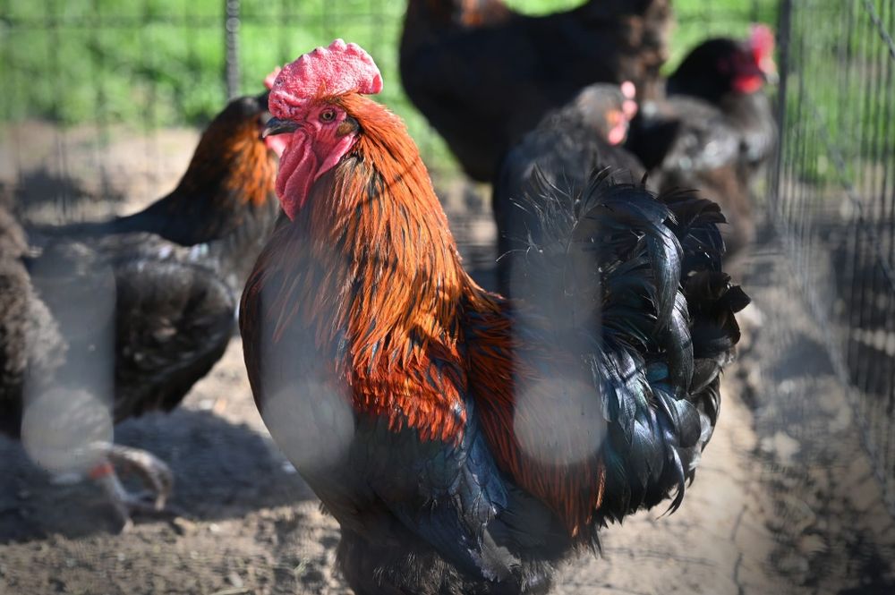 Jaja legowe amrock australop minor vorverk lakenfelder marans