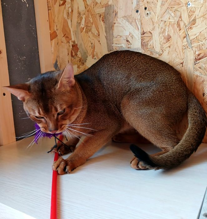 Абісинський кіт на в'язку