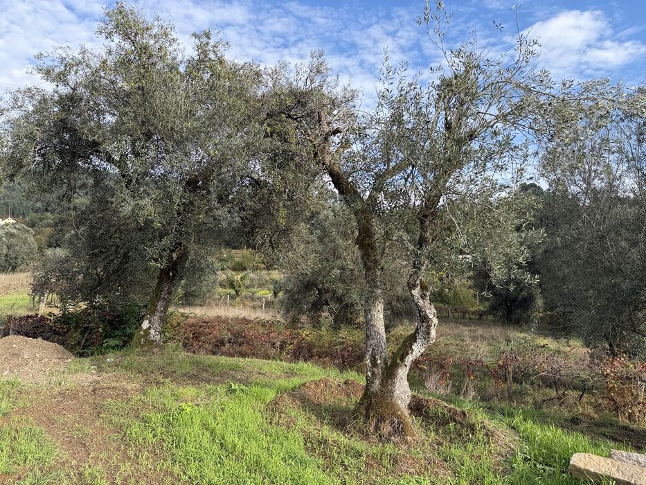 Oliveiras Centenárias