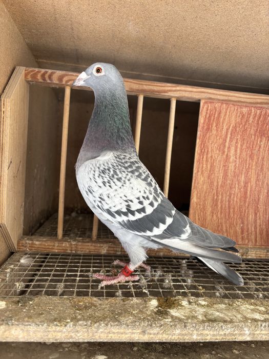 Gołębie pocztowe Vandenabelle Cymer Black Diamond Jansen