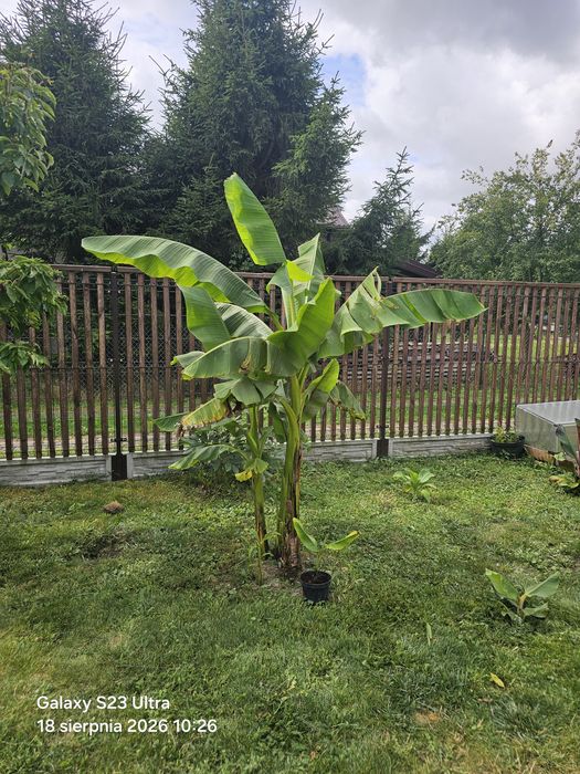 Bananowiec musa basjoo