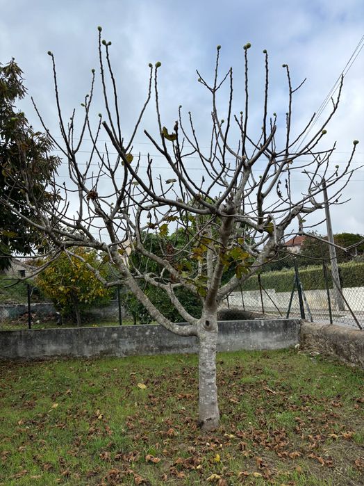 Conjunto de árvores de fruta