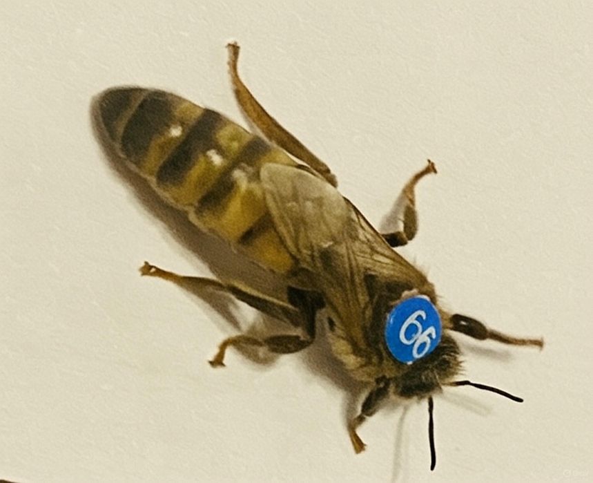 Matki pszczele nieunasiennione , Nieska/Alpejka/Sklenar/Hinderhofer