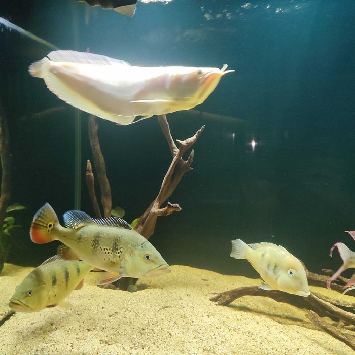 Arowana srebrna albino 40-50 cm