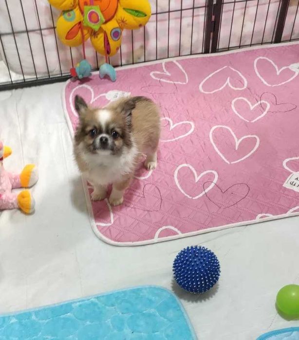 Цікава дівчинка - ведмежатко.