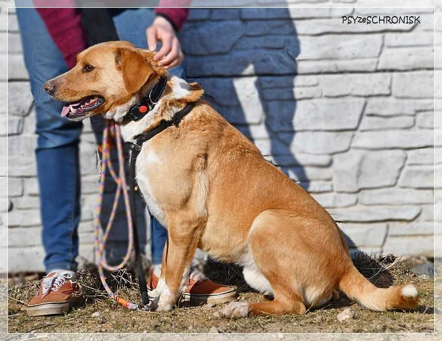 Oskar – poznaj tego uroczego, radosnego młodzieńca