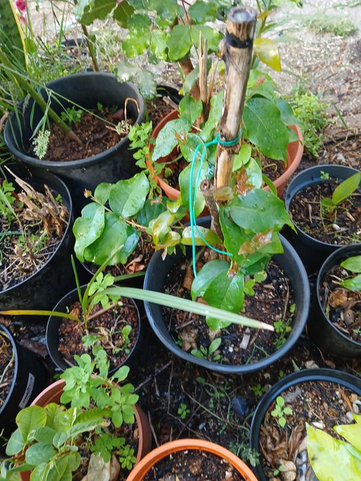 Pitangueiras em vaso