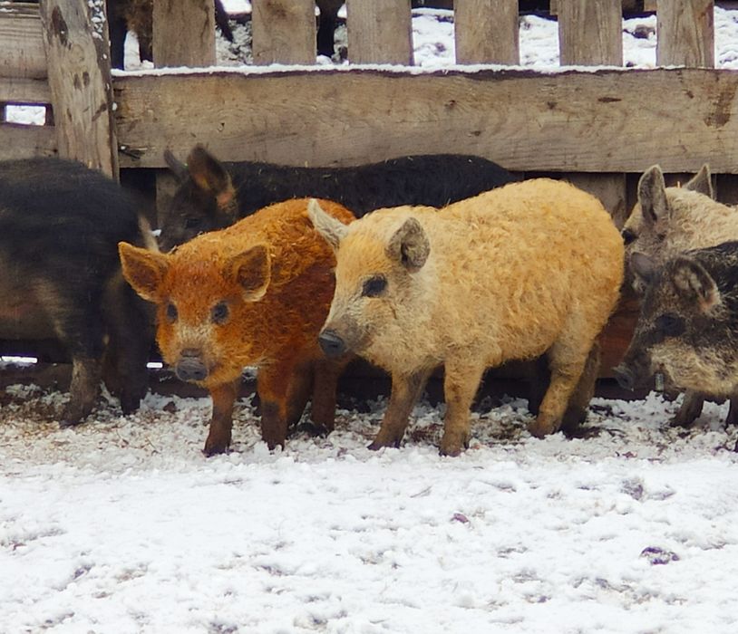 100% МАНГАЛИЦЯ Угорська! венгерская мангалица, порос