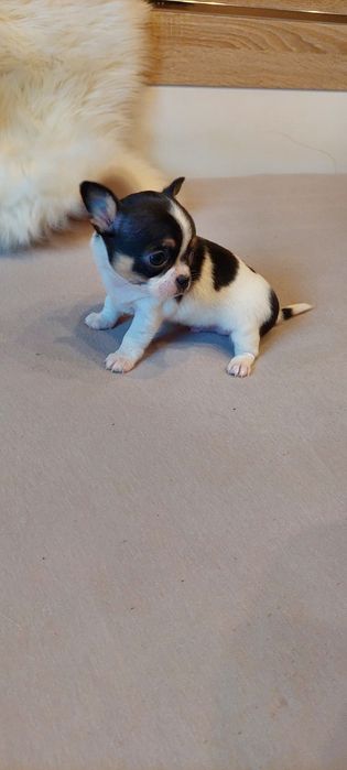 Mini chłopczyk Chihuahua