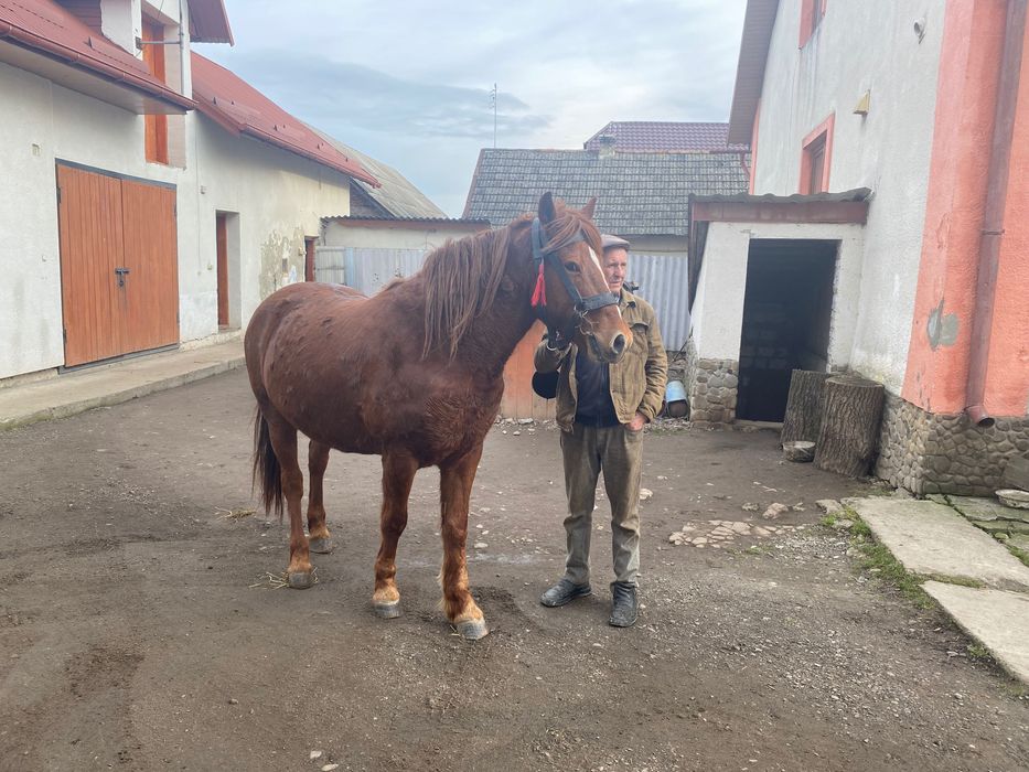 Продається кобила