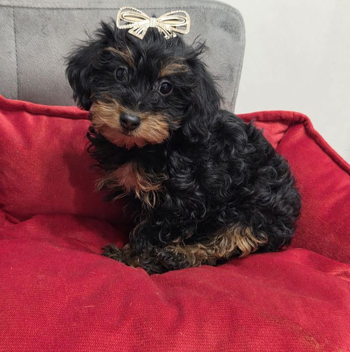 Sliczna xxxs czarna podpalana sunia maltipoo