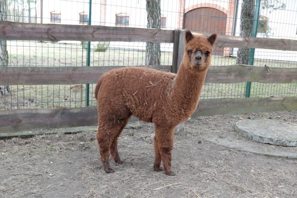 Młoda alpaka -samiczka na sprzedaż