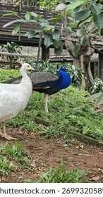 Tenho dois casais de pavões