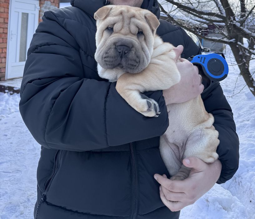 Продам дівчинку шарпей