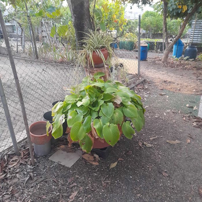 Plantas e flores