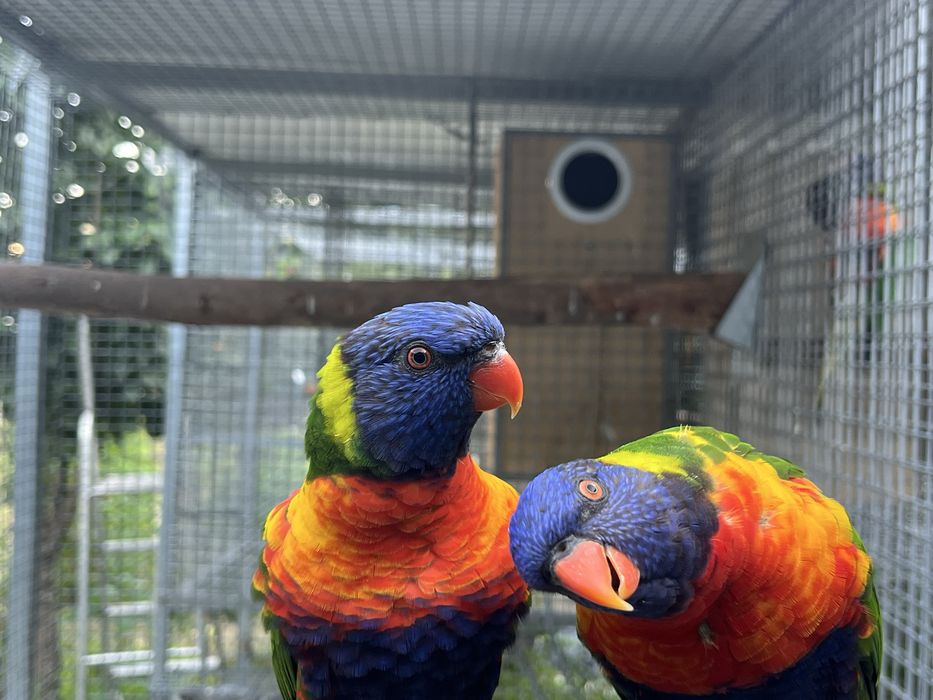 Casal loris molucanos