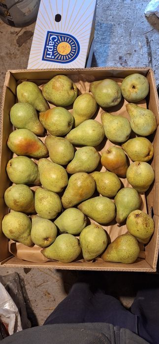 Продам домашні груші.!