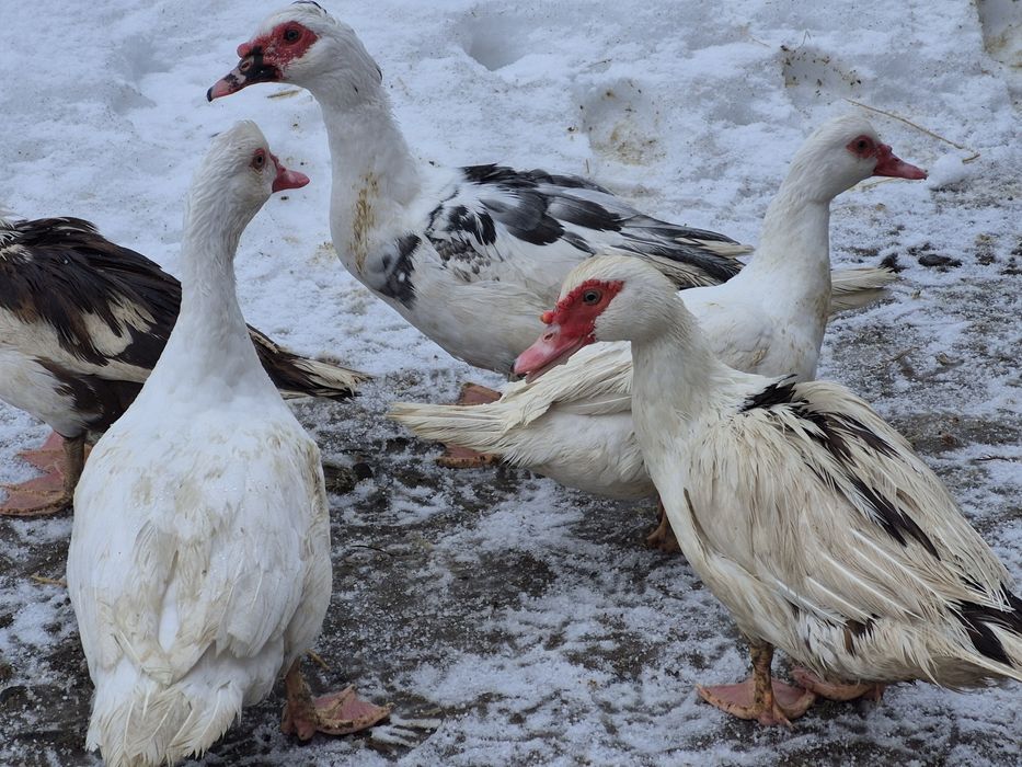 Інкубаційні яйця мускусної качки (шипуни)