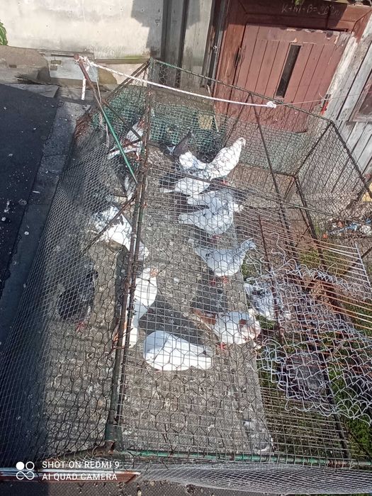 Gołębie pod kij tanio