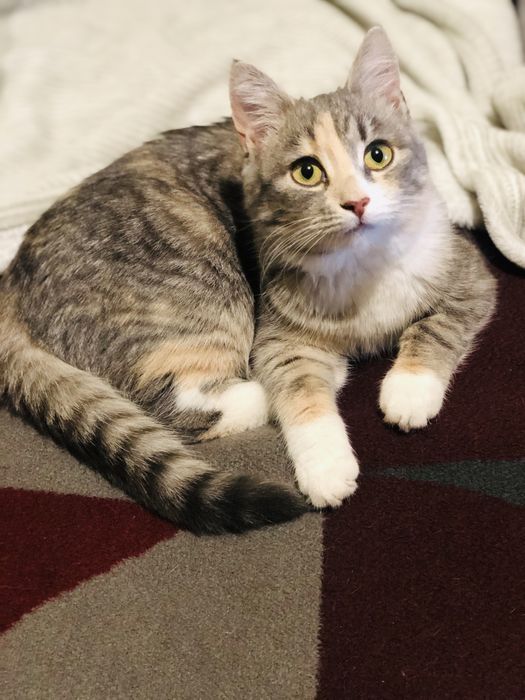 Найкраща киця в надійні руки