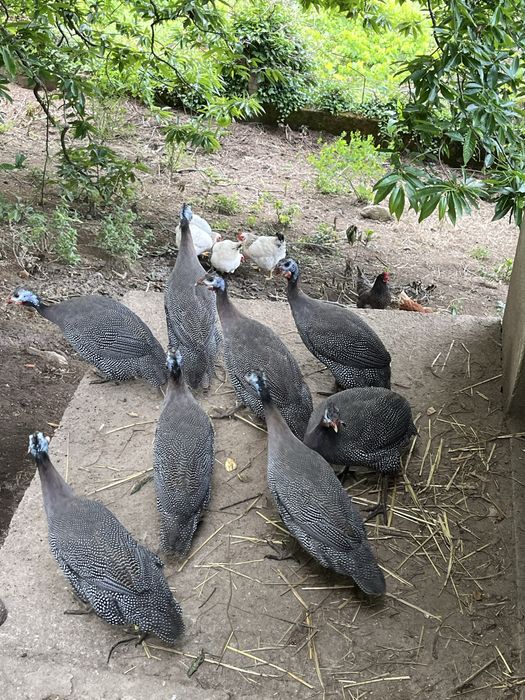 Galinha de Angola / Fraca