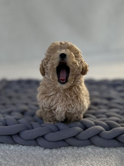 Преміум цуцики міні мальтіпу ф1