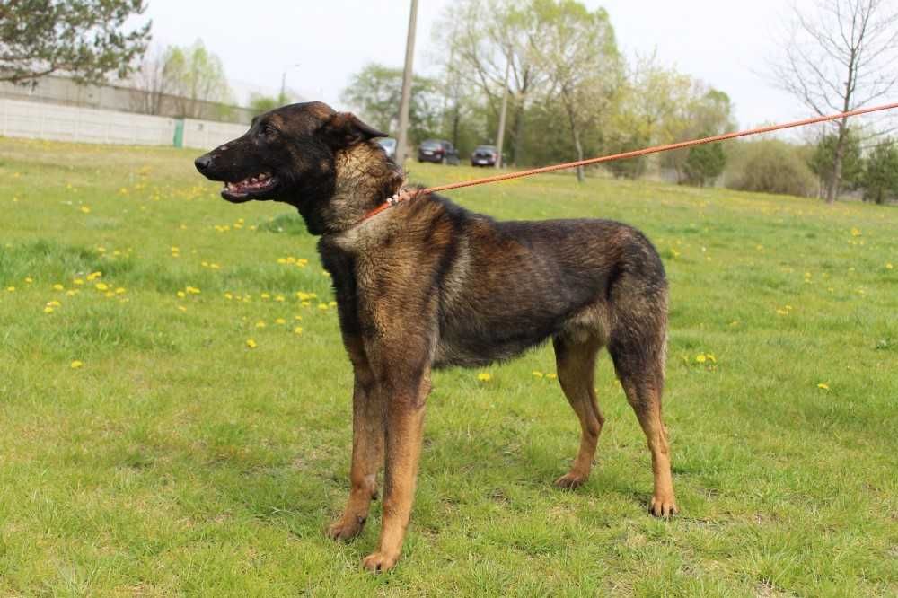 031400 Tajfun do adopcji.