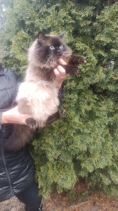 Вязка кот невский маскорадный