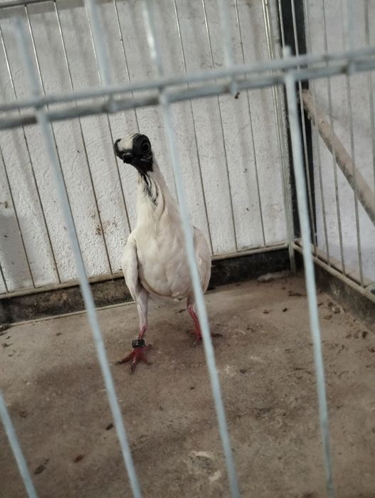 Szek polski samica