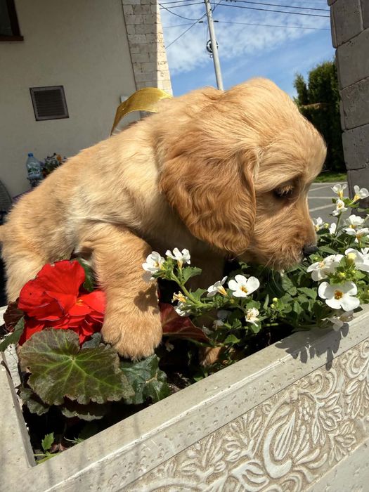 Golden retriever Samiec